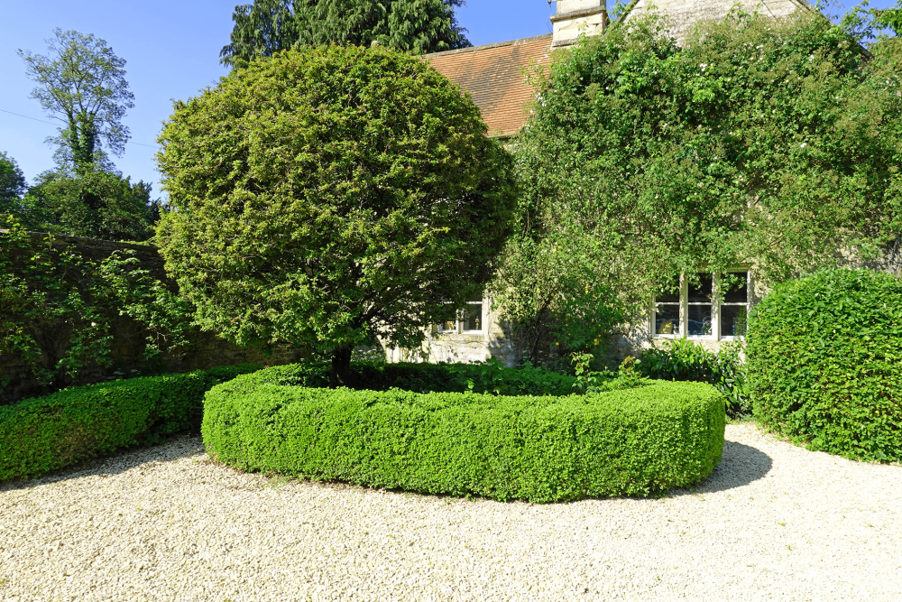 haie jardin