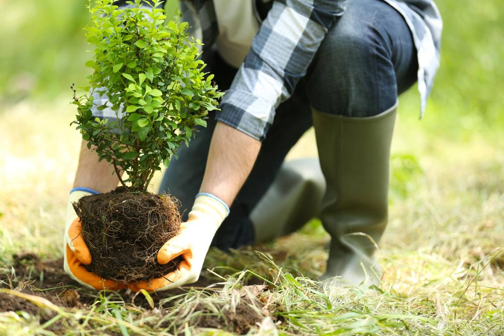 Entretien jardin Bègles